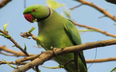 Mejillón cebra: especies atacadas y protección