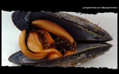 Mejillón Tigre: Características y Curiosidades del Animal