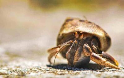 Necora: características y curiosidades de este artrópodo