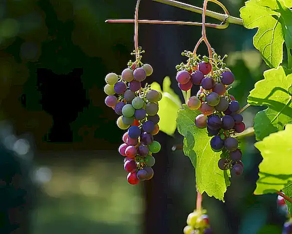 Opta por un vino con acidez y frescura para equilibrar la grasa de los langostinos