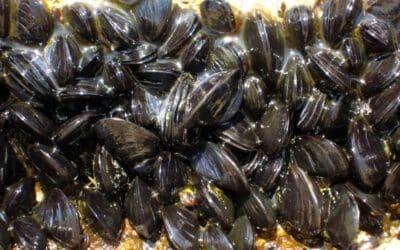 Origen del término mejillón: ¿De qué lengua proviene esta palabra?