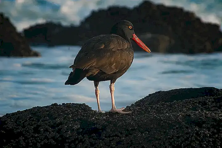 Ostraria da Ribeira