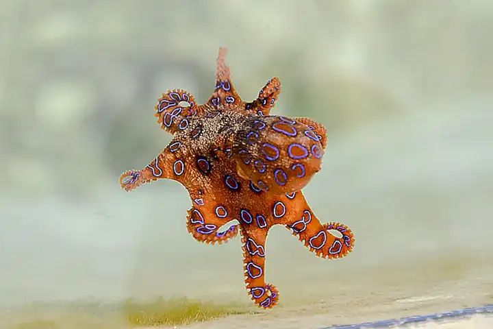 Otros animales que comparten el hábitat del pulpo de anillos azules