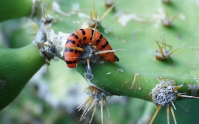 Percebes: Adaptación y supervivencia en su hábitat