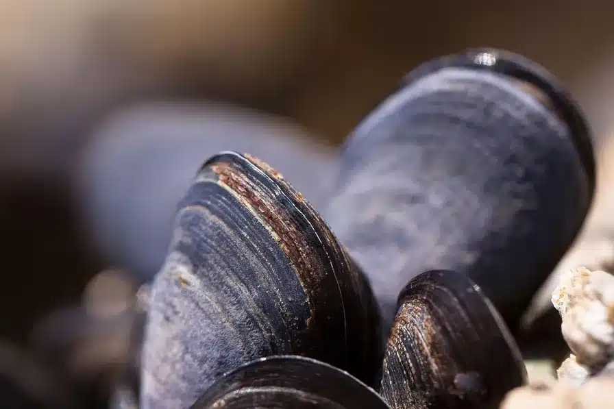 ¿Por qué los pulpos pesan más comiendo menos?