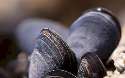 ¿Por qué mi marisco tiene sabor a amoniaco? Causas y soluciones
