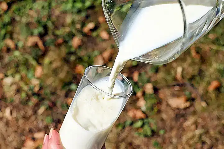 Posibles inconvenientes de combinar mejillones y leche