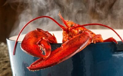 Preparación del bogavante: Guía fácil y detallada en 1 paso a paso