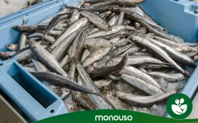 Prevención y tratamiento de alergias por pulpo: guía completa