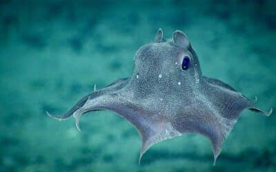 Profundidad del pulpo dumbo: datos, hábitat y curiosidades