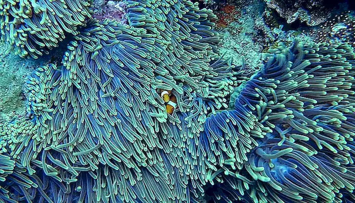 Puede dañar los arrecifes de coral al alimentarse de ellos