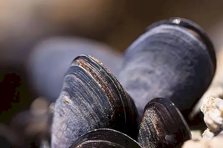 ¿Puedo añadir otros mariscos a la cazuela?