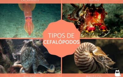 Pulpo y calamar: Clase y características de estos moluscos