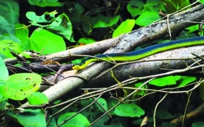 Pulpos arcoiris: cómo encontrarlos y dónde viven en la naturaleza