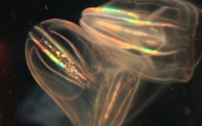 Pulpos bioluminiscentes: descubre cómo y por qué emiten luz