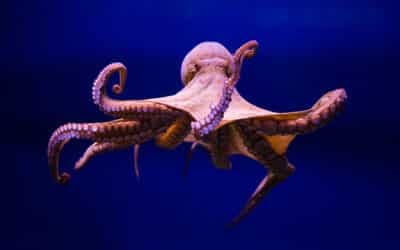 Pulpos peligrosos: ¿Puede un pulpo causar la muerte de un ser humano?