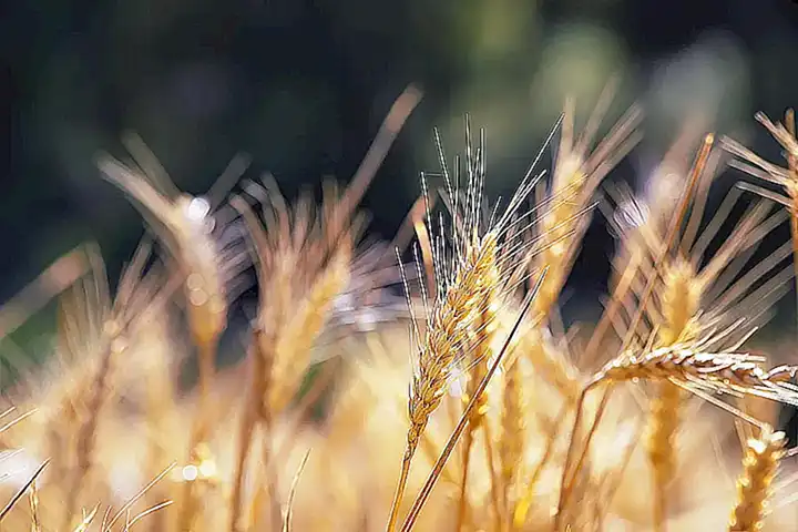 Reúne los ingredientes necesarios