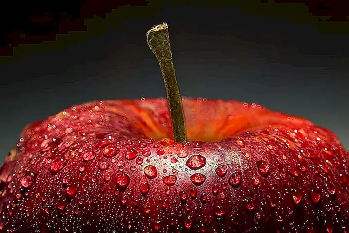 Se alimentan filtrando el agua para capturar partículas de alimento