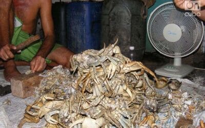 Secretos del cangrejo: cómo camina hacia atrás y sus métodos