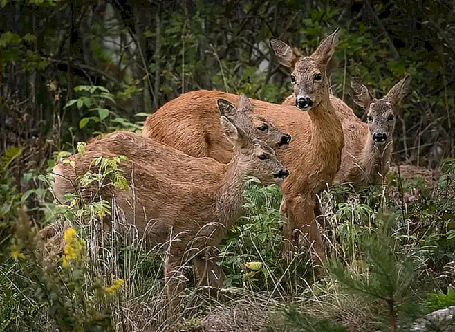 Son considerados animales altamente inteligentes