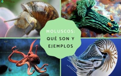 Taxonomía del pulpo y el caracol: Descubre su clasificación