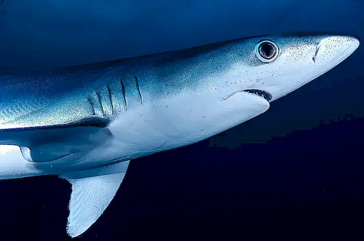 Tiburones que cazan pulpos