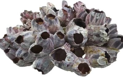 Traducción de «percebes» al español: descubre cómo se dice