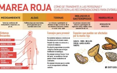 Tratamiento para intoxicación por mejillón: qué tomar y cómo hacerlo