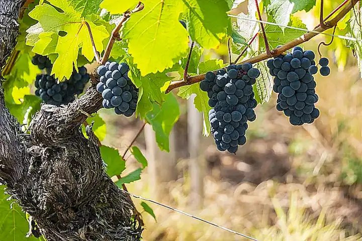 Un Rosé de Provence o un Pinot Noir rosado son buenas elecciones