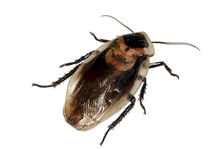 Una cucaracha puede ser ahuyentada con repelentes naturales