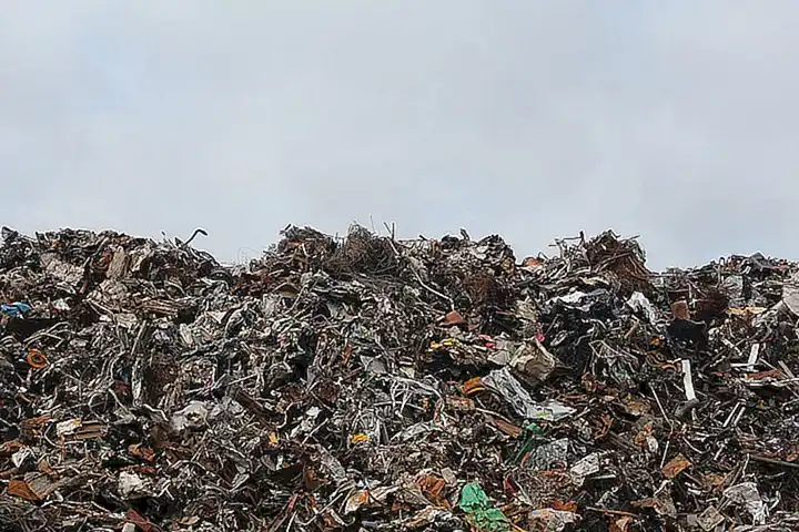 Utiliza contenedores de basura adecuados para desechar las cáscaras de mejillones